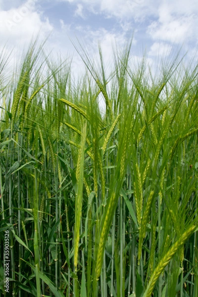 Fototapeta Wheat close-up