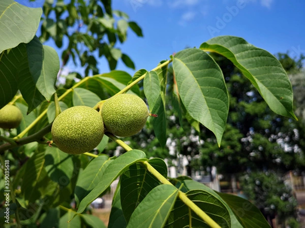Fototapeta A green unripened walnut grows on a tree surrounded by leaves