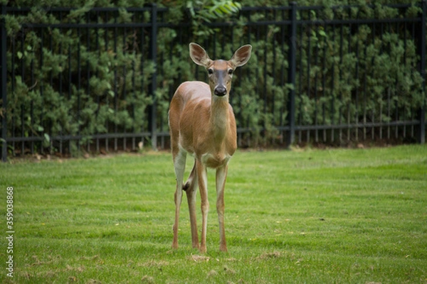 Fototapeta Backyard Deer