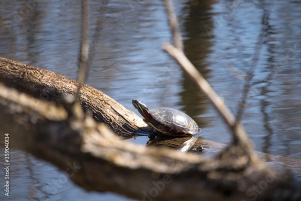 Fototapeta Solo Painted Turtle