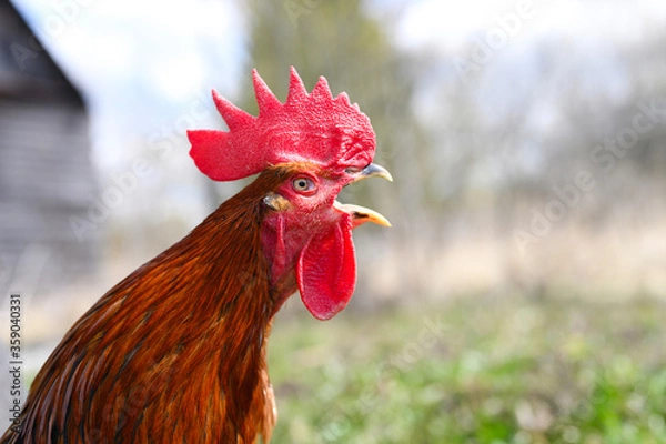 Obraz a rooster with brown plumage is crowing against the background of nature outdoor. space for text