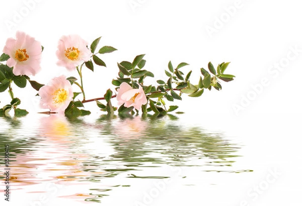 Obraz flowers reflected in water