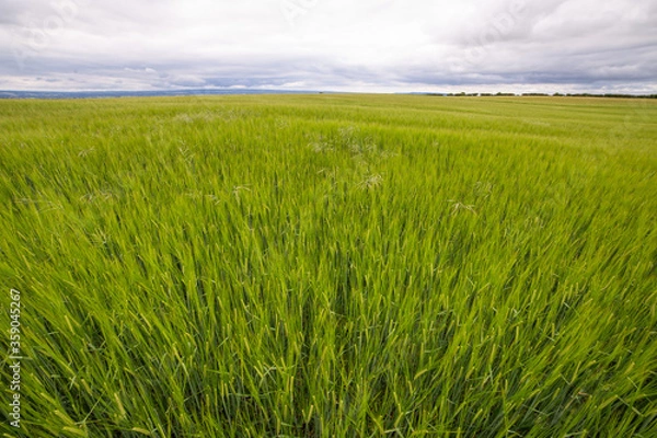 Fototapeta green wheat field