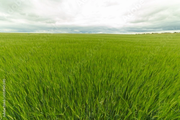 Fototapeta green wheat field