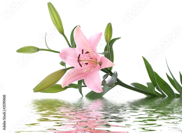 Obraz lily reflected in water