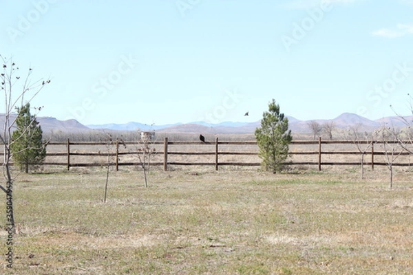 Obraz Growing pecan trees.