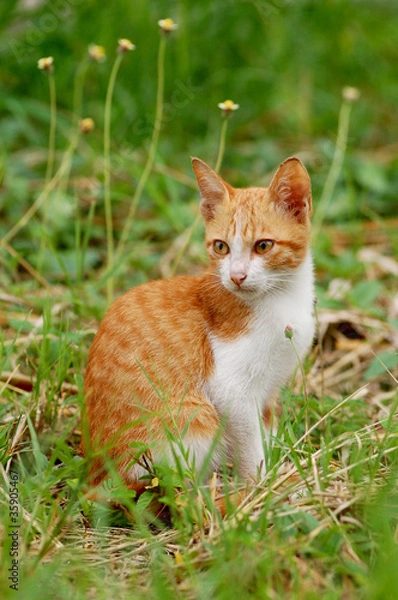 Fototapeta Cat in the meadow