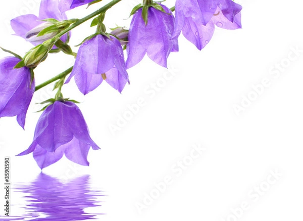 Obraz flowers reflected in water