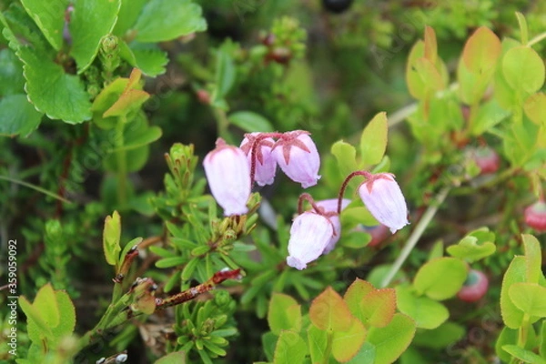 Fototapeta cranberry flower