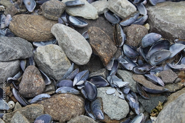 Fototapeta rocks and shells