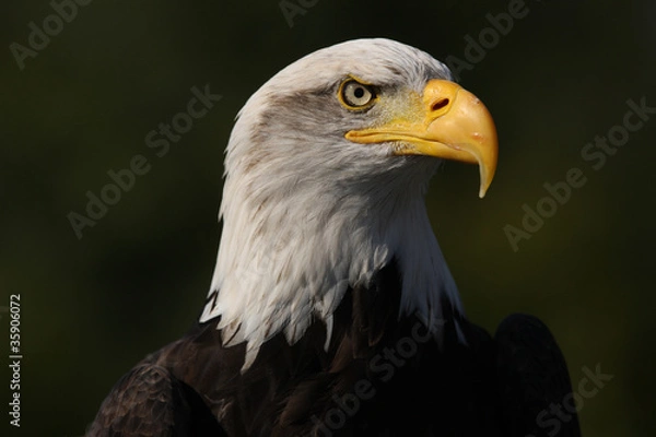 Fototapeta Portrait of a Bald Eagle