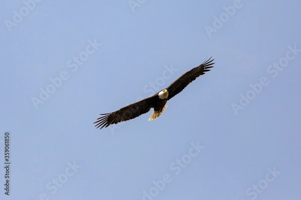 Obraz American Bald Eagle in flight
