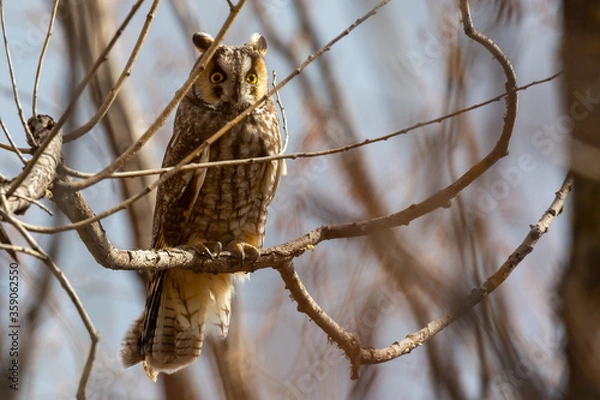 Obraz Great Horned Owl perched on a branch