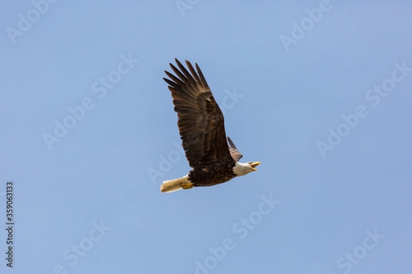 Obraz American Bald Eagle in flight