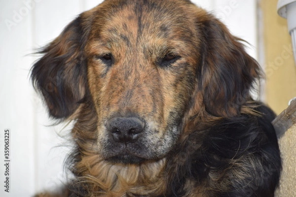 Fototapeta portrait of a dog