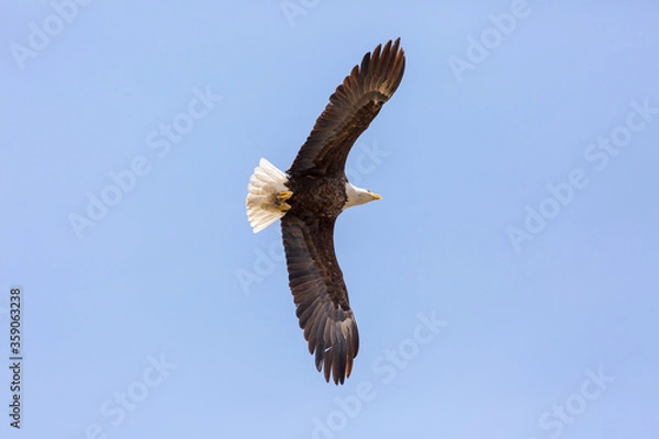Obraz American Bald Eagle in flight