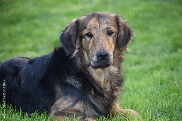 Obraz golden retriever dog