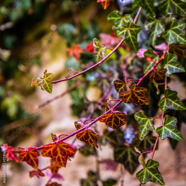 Obraz red autumn leaves