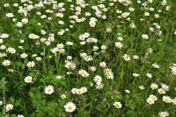 Fototapeta Daisies and clover grow in the field. Motley grass. The bokeh effect.
