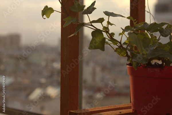 Obraz window with flowers