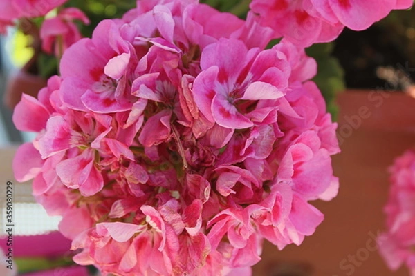 Obraz pink hydrangea flowers