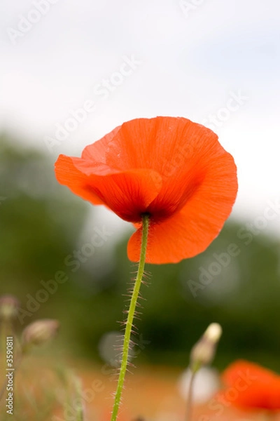 Obraz A single poppy flower 