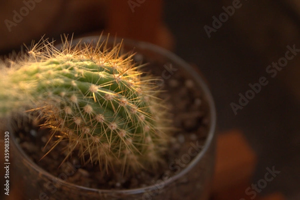 Obraz cactus in a pot