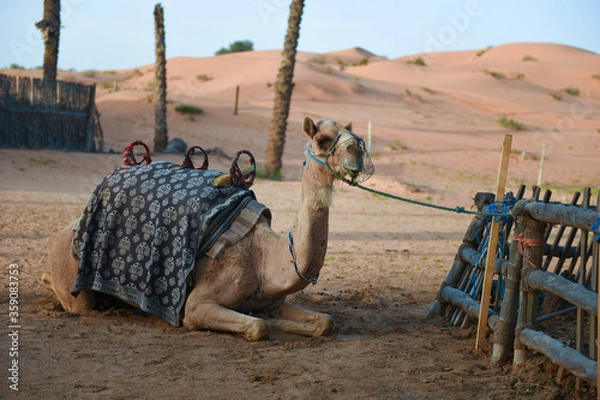 Obraz camel in the desert
