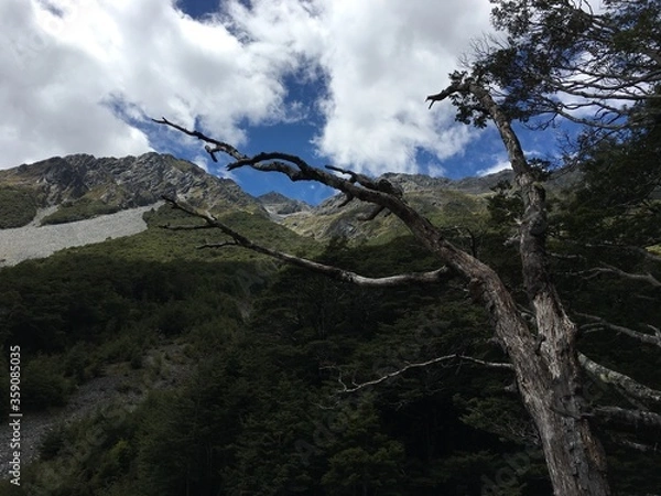 Obraz braches to sky