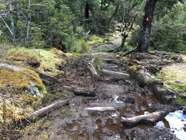 Obraz muddy path muddy wood
