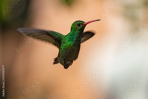 Fototapeta hummingbird in flight