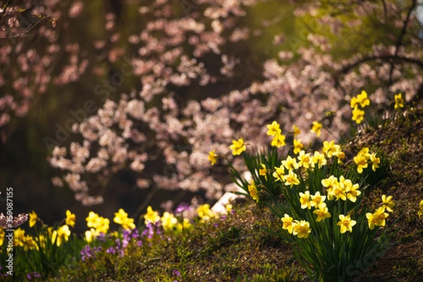 Fototapeta スイセンと桜の競演