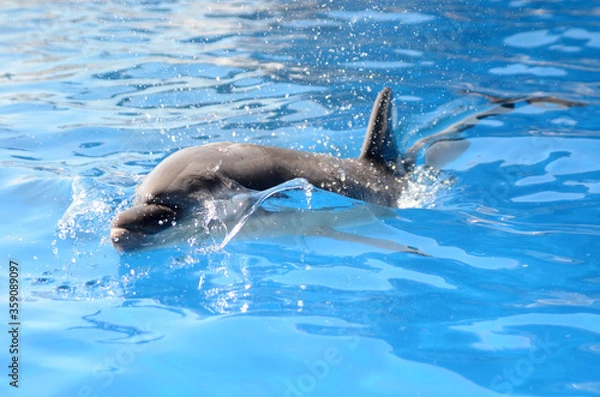 Fototapeta ハンドウイルカ