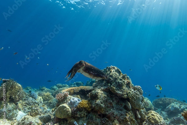 Obraz Cuttlefish on a colorful coral reef and the water surface in background