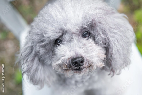 Fototapeta 自粛期間中にトリミングサロンに行けなかったプードル