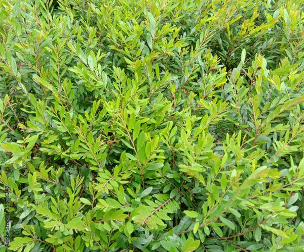 Obraz green grass background