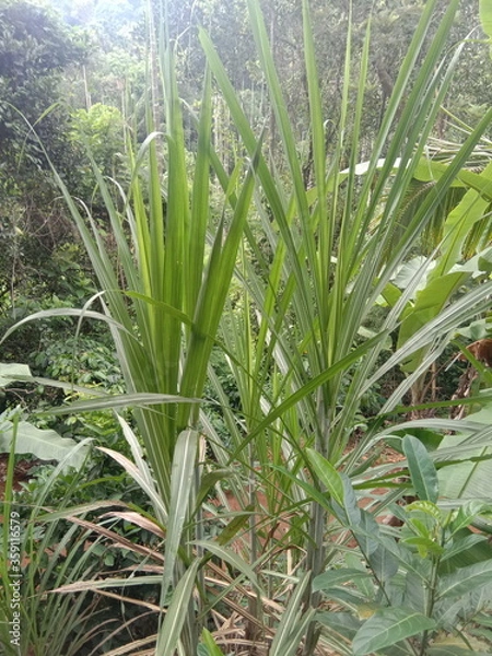 Obraz The sugar cane tree plant