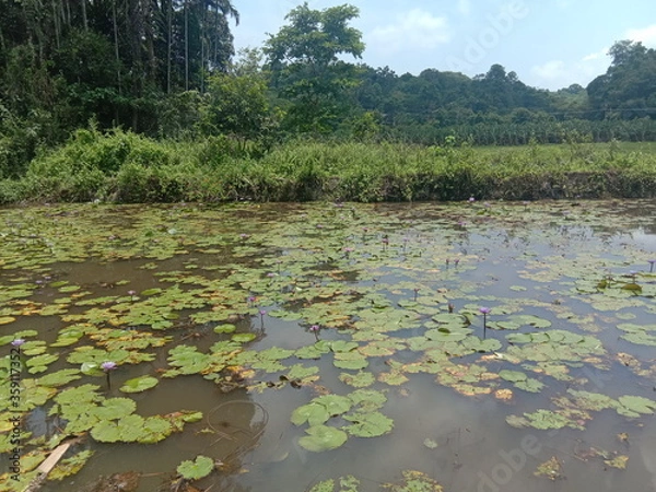 Obraz lake in the forest