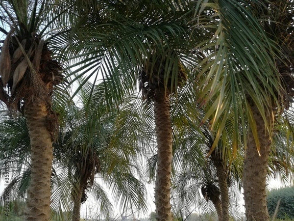 Fototapeta Low angle view of date/palm trees