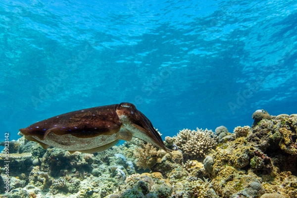 Obraz Cuttlefish on a colorful coral reef and the water surface in background