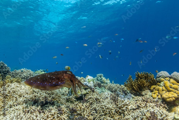 Obraz Cuttlefish on a colorful coral reef and the water surface in background
