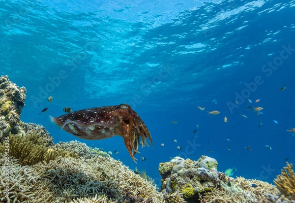 Obraz Cuttlefish on a colorful coral reef and the water surface in background
