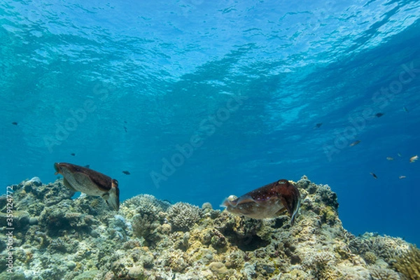 Obraz Cuttlefish on a colorful coral reef and the water surface in background