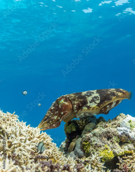 Obraz Cuttlefish on a colorful coral reef and the water surface in background