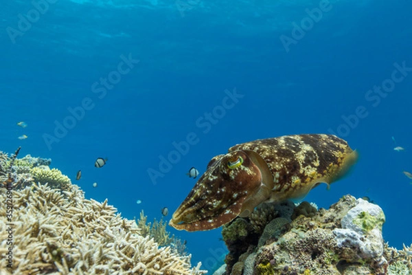 Obraz Cuttlefish on a colorful coral reef and the water surface in background