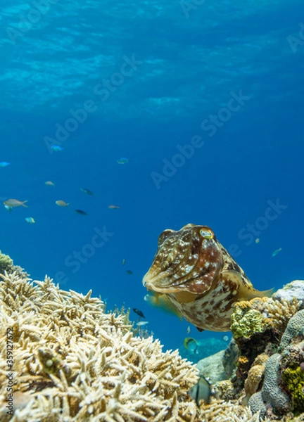 Obraz Cuttlefish on a colorful coral reef and the water surface in background