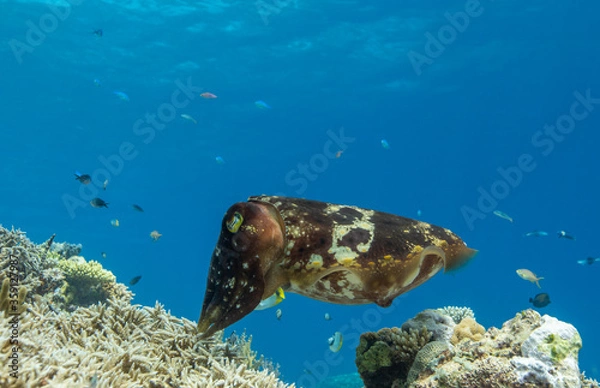 Obraz Cuttlefish on a colorful coral reef and the water surface in background