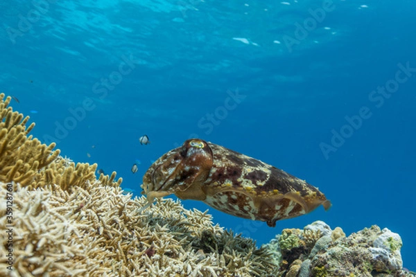 Obraz Cuttlefish on a colorful coral reef and the water surface in background