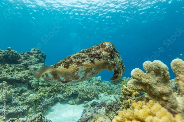 Obraz Cuttlefish on a colorful coral reef and the water surface in background