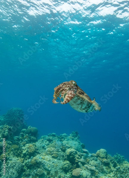 Obraz Cuttlefish on a colorful coral reef and the water surface in background